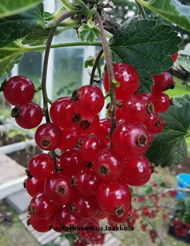 PUNAHERUKKA KATRI - Herukat - 2038618000004 - 1