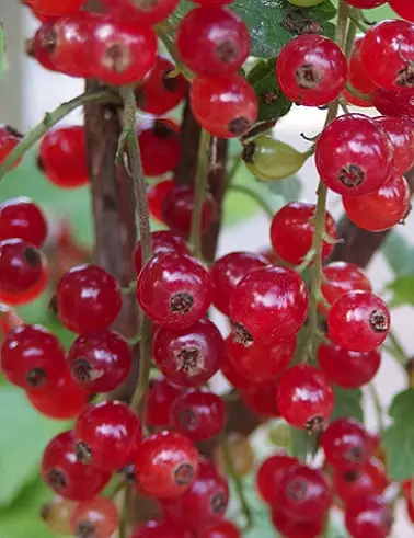 PUNAHERUKKA PUNAINEN HOLLANTILAINEN rungollinen - Herukat - 2030606300004 - 1