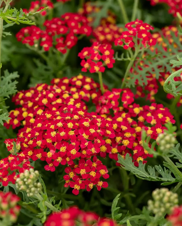 PUNAKÄRSÄMÖ PAPRIKA - Muut perennat - 2030172900004 - 1