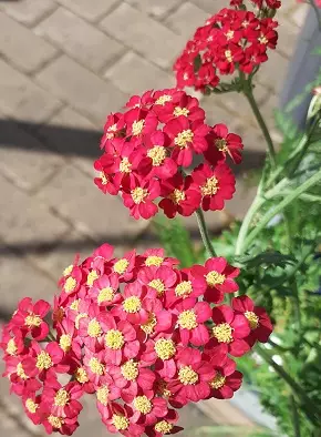 PUNAKÄRSÄMÖ PAPRIKA - Muut perennat - 2030172900004 - 1