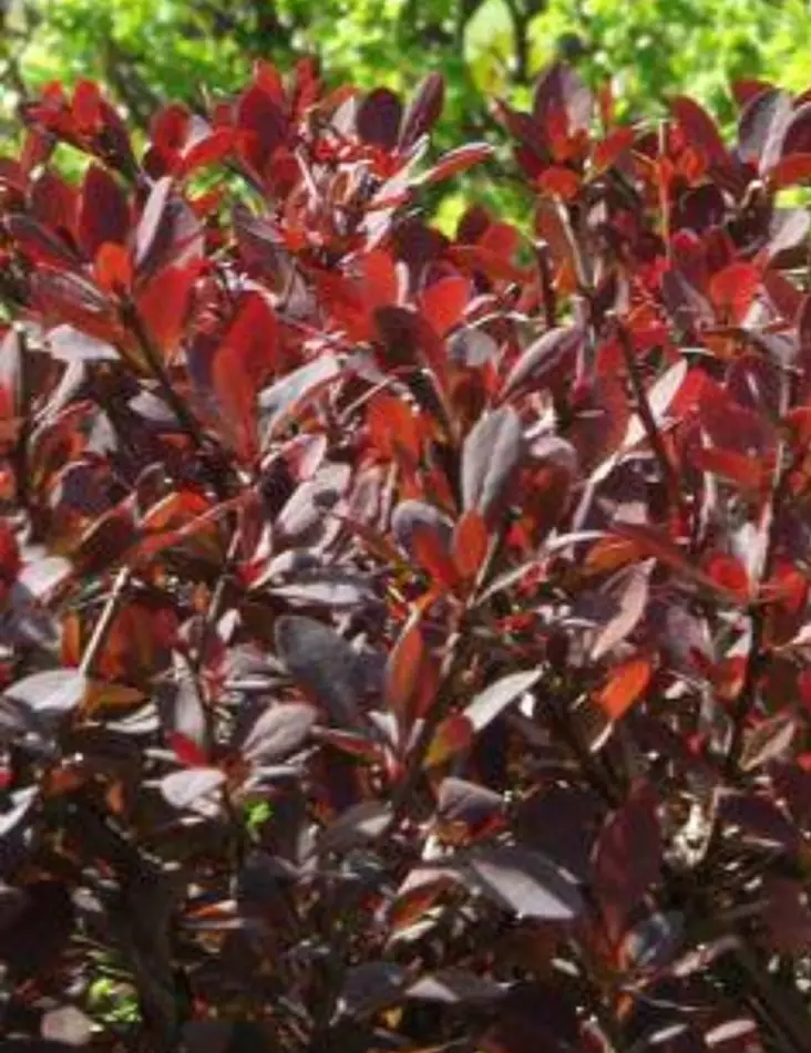 PURPPURAHAPPOMARJA - Happomarjat - 2054145300004 - 1