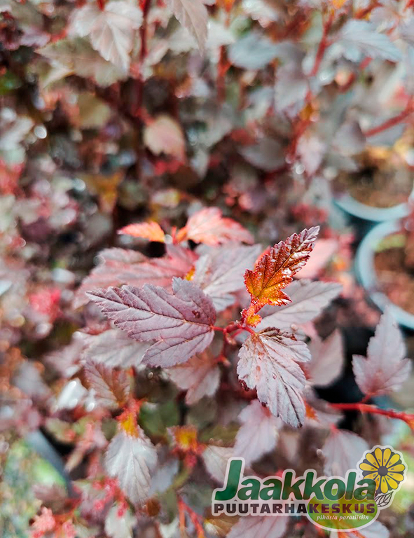 PURPPURAHEISIANGERVO LITTLE JOKER - Heisiangervot - 2024995300004 - 1