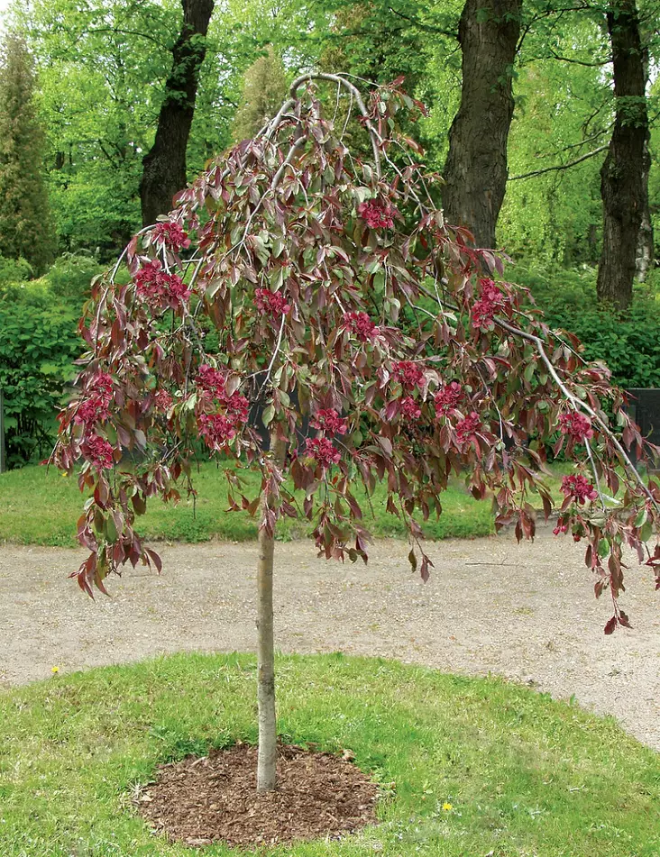 PURPPURAOMENAPUU ROYAL BEAUTY - Koristeomenapuut - 2072104200004 - 1