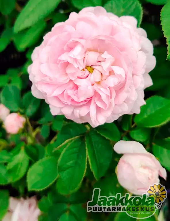 RANSKANRUUSU DUCHESSE DE MONTEBELLO - Pensasruusut - 2005007400004 - 1