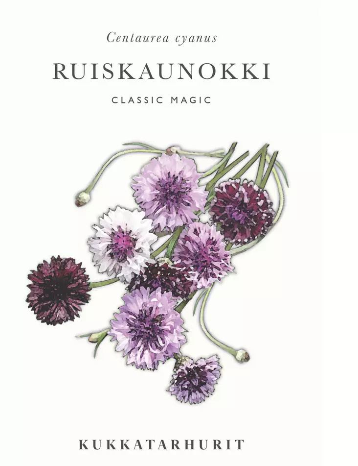 RUISKAUNOKKI CLASSIC MAGIC - Muut kesäkukkien siemenet - 6430081120924 - 1