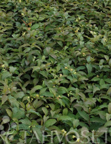 RUSOVUOHENKUUSAMA - Muut pensaat - 2029718900004 - 1