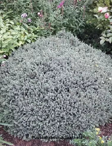 SINISIILIKUUSI - Kuuset - 2033657800004 - 1