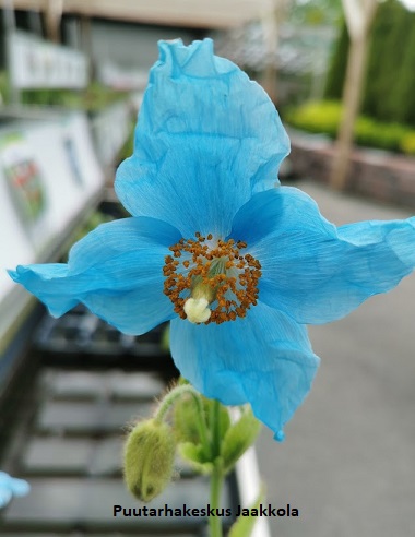 SINIVALEUNIKKO - Muut perennat - 2010580800004 - 1