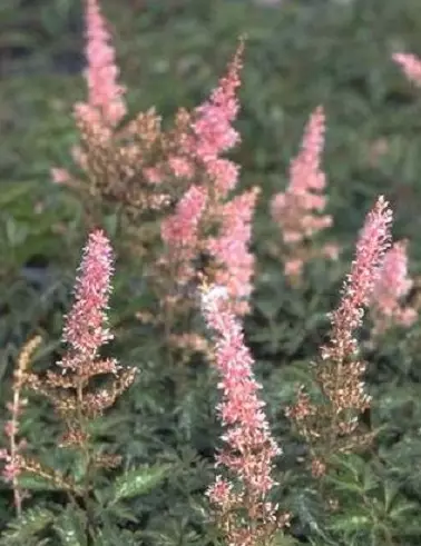 SULKAJALOANGERVO HENNIE GRAAFLAND - Jaloangervot - 2002721800004 - 1