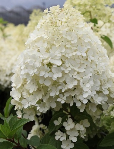 SYYSHORTENSIA BOBO - Hortensiat - 2075304500004 - 1