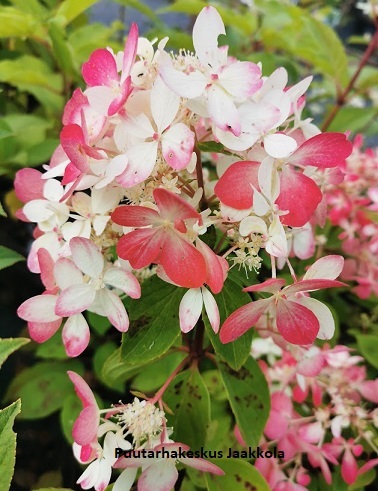 SYYSHORTENSIA DIAMANT ROUGE - Hortensiat - 2039943000004 - 1