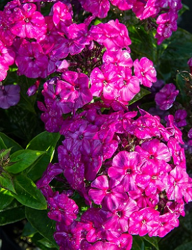 SYYSLEIMU FAMOUS MAGENTA - Leimut - 2056266500004 - 1