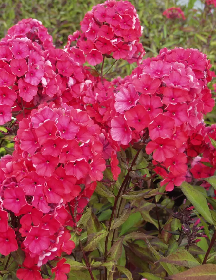 SYYSLEIMU STARFIRE - Leimut - 2010199200004 - 1