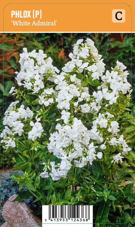 SYYSLEIMU WHITE ADMIRAL - Leimut - 2064183600004 - 1