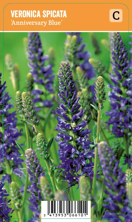 TÄHKÄTÄDYKE ANNIVERSARY BLUE - Muut perennat - 2010595200004 - 1