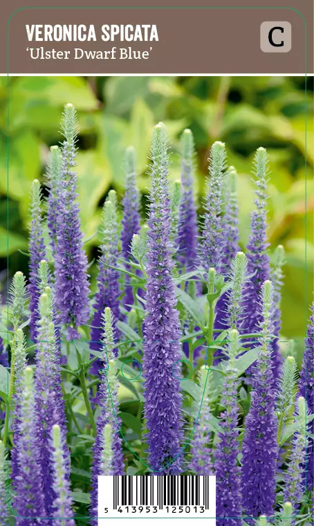 TÄHKÄTÄDYKE ULSTER DWARF BLUE - Muut perennat - 2099435000004 - 1