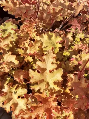 TARHAKEIJUNKUKKA ORANGEBERRY - Keijunkukat - 2010956100004 - 1
