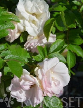 TARHAKURTTURUUSU RITAUSMA - Pensasruusut - 2025640300004 - 1