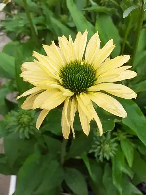 TARHAPUNAHATTU SUNSEEKERS LIMONCELLO - Muut perennat - 2033747200004 - 1