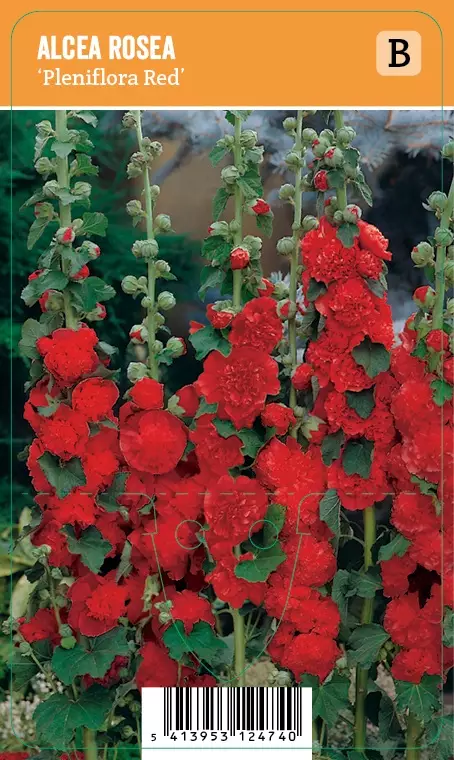 TARHASALKORUUSU PLENIFLORA RED - Muut perennat - 2099346900004 - 1