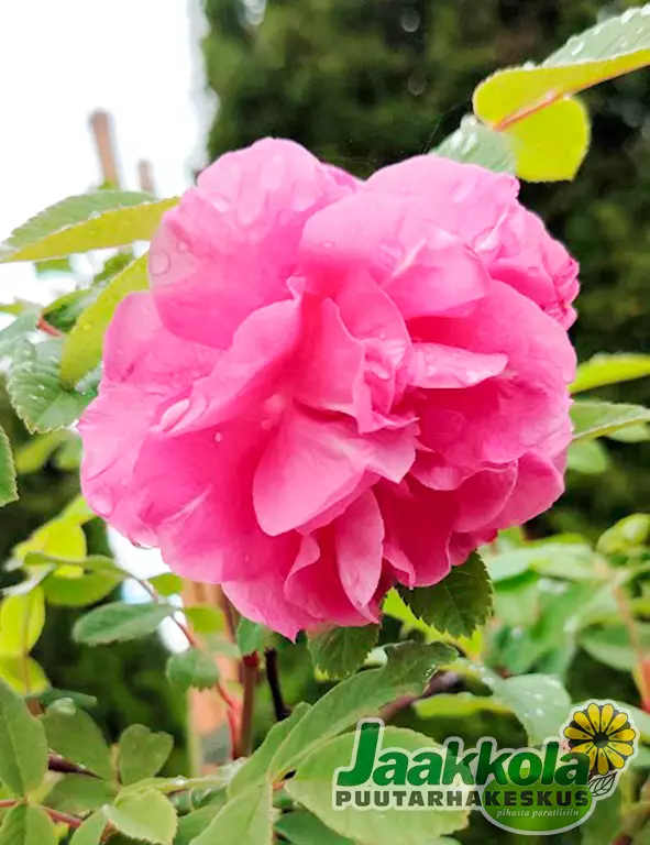 TERESANRUUSU - Pensasruusut - 2025506200004 - 1