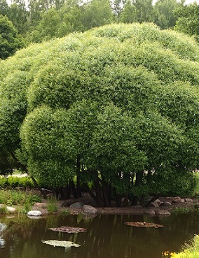 TERIJOENSALAVA - Pajut - 2025130900004 - 1