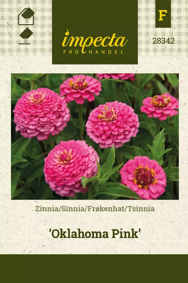 ISOTSINNIA OKLAHOMA PINK - Tsinnian siemenet - 7332756283424 - 1
