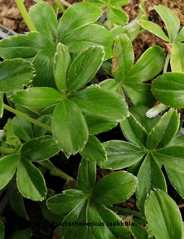 TUNTURIPOIMULEHTI - Muut perennat - 2030019300004 - 1