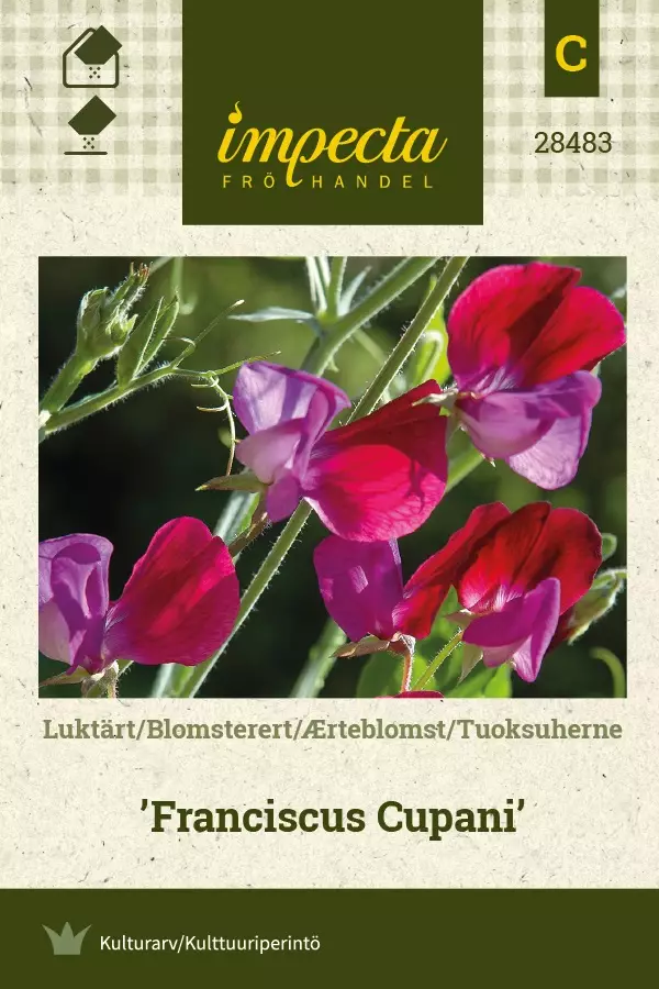 TUOKSUHERNE FRANCISCUS CUPANI - Muut kesäkukkien siemenet - 7332756284834 - 1