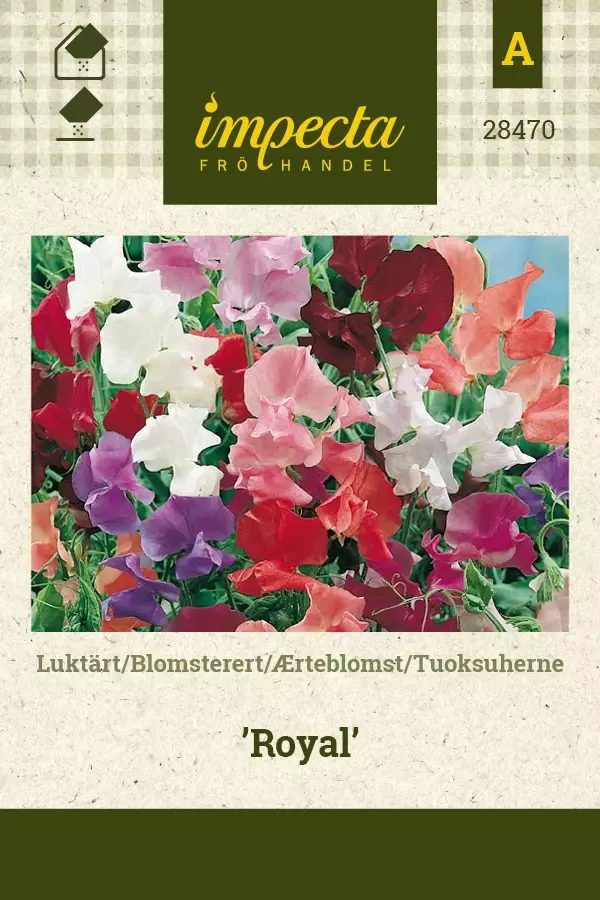 TUOKSUHERNE ROYAL - Muut kesäkukkien siemenet - 7332756284704 - 1