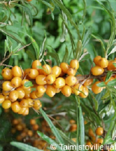 TYRNI TYTTI - Tyrnit - 2001736300004 - 1