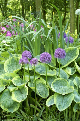 UKKOLAUKKA 10 KPL/PSS - Muut kukkasipulit - 8711148196174 - 1