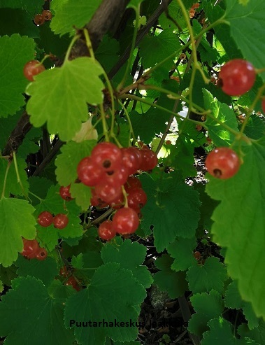 VAALEANPUNAINEN HERUKKA AILI - Herukat - 2027402500004 - 1