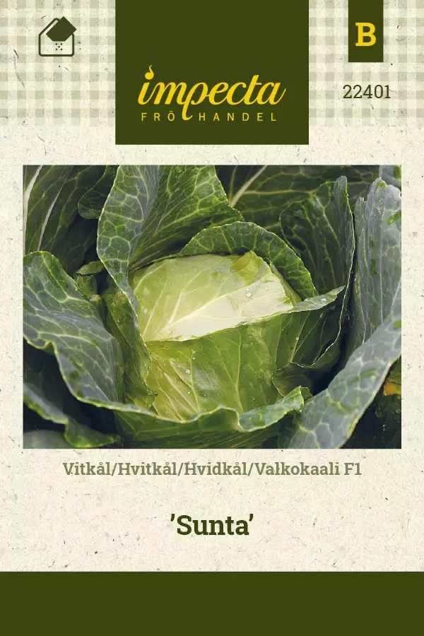 VALKOKAALI SUNTA - Kaalin siemenet - 7332756224014 - 1