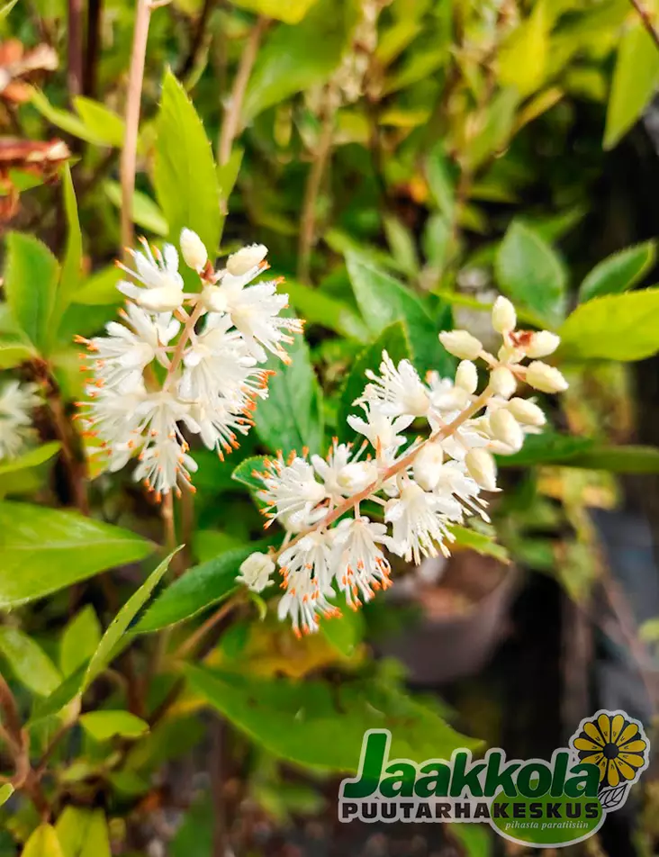 VALKOKLETRA HUMMINGBIRD - Muut pensaat - 2005774900004 - 1