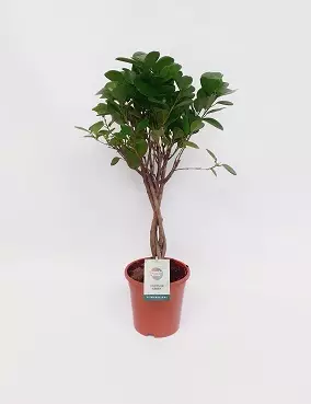 VARJOVIIKUNA MOCLAME - Fiikukset - 3023954034 - 1