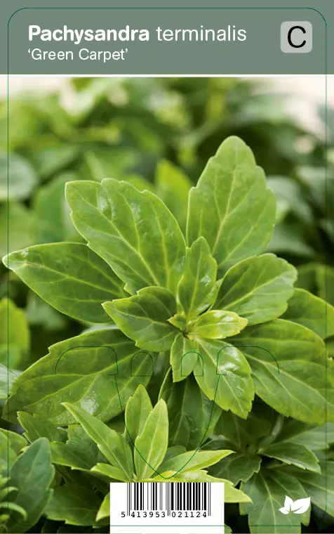 VARJOYRTTI GREEN CARPET - Muut perennat - 2034773600004 - 1