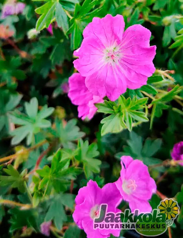 VERIKURJENPOLVI MAX FREI - Kurjenpolvet - 2030196900004 - 1