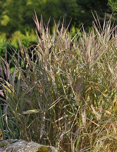 VIIRUHELPI - Koristeheinät - 2078819100004 - 1