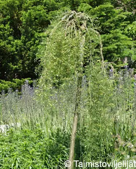 WALKERINHERNEPUU - Muut lehtipuut - 2059319900004 - 1