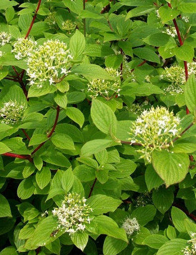 KORALLIKANUKKA Cornus Alba Sibirica Puutarhakeskus Jaakkola 