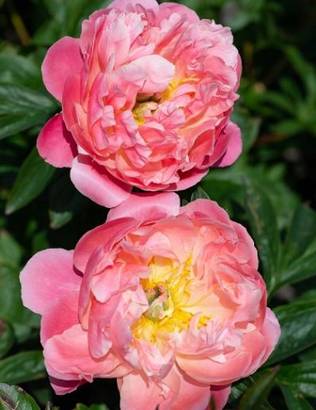 KIINANPIONI PINK HAWAIIAN CORAL - Pionit - 2005144700005 - 1