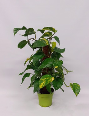 KULTAKÖYNNÖS SAMMALTOLPALLA - Kultaköynnökset ja hopeaköynnökset - 2008110500005 - 1