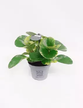 AMERIKANMUORI GREEN GOLD - Muorinkukat - 2003366900005 - 1