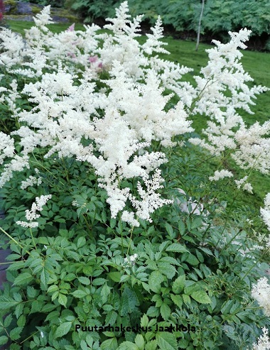 JALOANGERVO BRAUTSCHLEIER - Jaloangervot - 2021069700005 - 1