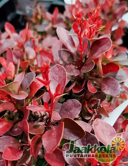 JAPANINHAPPOMARJA BAGATELLE - Happomarjat - 2093056800005 - 1