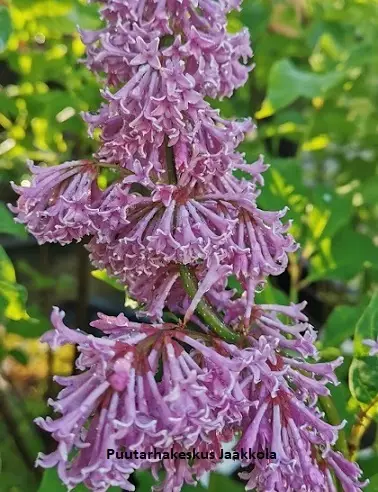 KAARISYREENI VEERA RUNGOLLINEN - Syreenit - 2090150600005 - 1