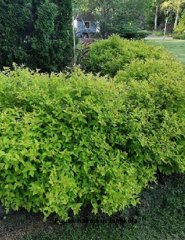 KELTAJAPANINANGERVO GOLDEN PRINCESS - Angervot - 2002013700005 - 2