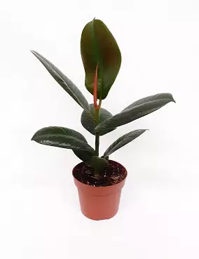 KUMIVIIKUNA ROBUSTA 12 CM RUUKKU - Fiikukset - 2034406600005 - 1