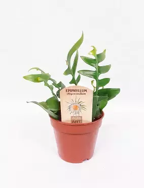 LEHTIKAKTUS - Kaktukset, mehikasvit ja tyräkit - 2041105000005 - 1